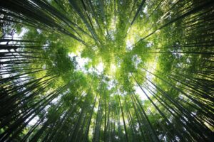 色彩効果・カラーセラピー・緑