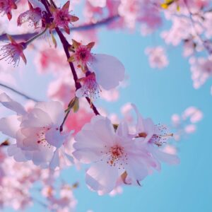心の悩みを色彩心理で解決するハンドメイドバーチャルショップ ピンク色